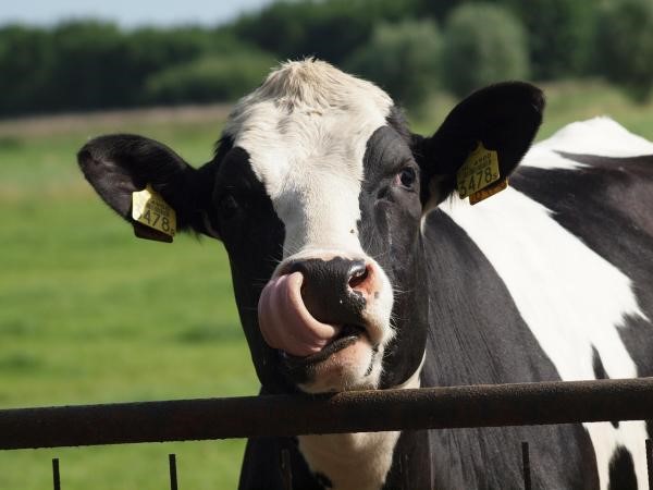 Claves en la prevención de la mastitis bovina